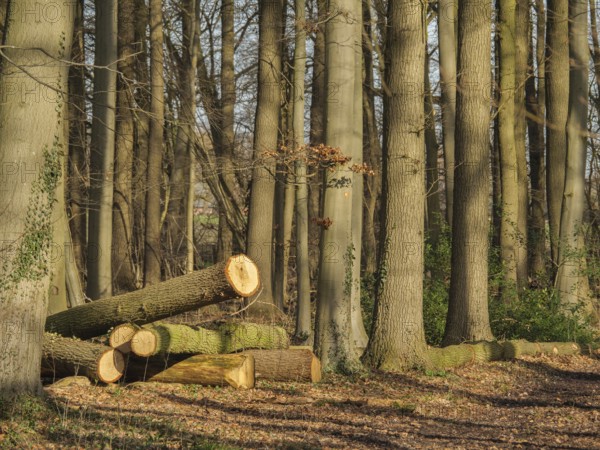 Felled tree trunks lying on the forest floor between tall tree trunks in the sunlight, wüllen, münsterland, detuschland