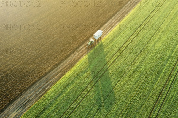 Young Wheat seedlings growing in a field Aerial view. Tractor
