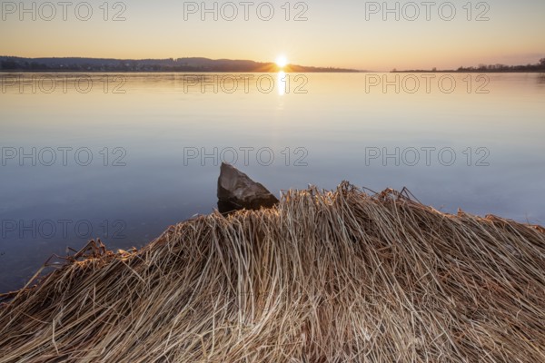 Morning light over a lake with reeds and rocks in the foreground, Markelfingerwinkel, Radolfzell, Lake Constance, Baden-Württemberg, Germany, Europe