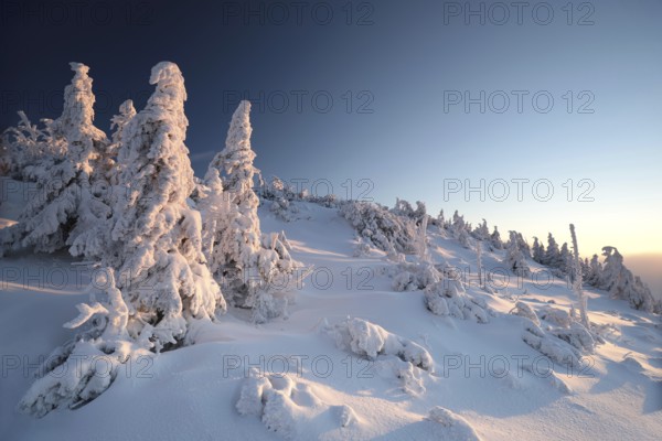 Spruce trees covered with snow on the mountain top at sunset, Altvater Mountain, Czech Republic, Europe
