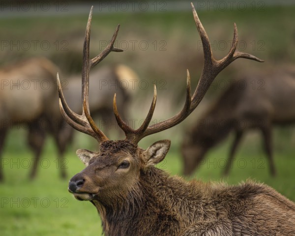 Roosevelt Bull Elk with Antlers, Portrait, Outdoor, Color Image
