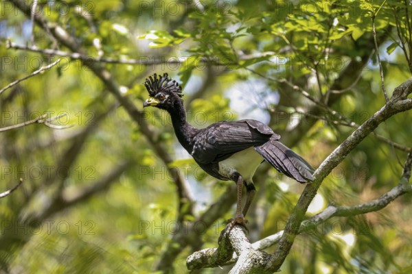 Close up of a Bare-faced Curassow perched in a tree, Pantanal Wetlands, Mato Grosso, Brazil, South America