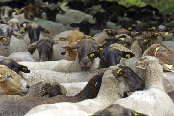 Flock of sheep