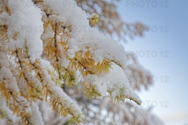 Landscape in mountain Altai - the first snow in the autumn. Snow covered yellow larch trees