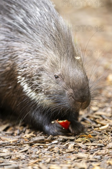 Old World porcupines (Hystrix cristata), Germany, Europe