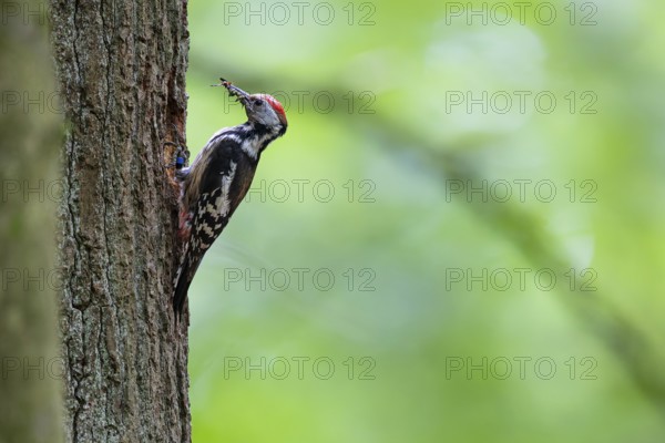 Middle spotted woodpecker (Leiopicus medius), female with insects in her beak at the breeding den, Bad Homburg, Hesse, Germany, Europe