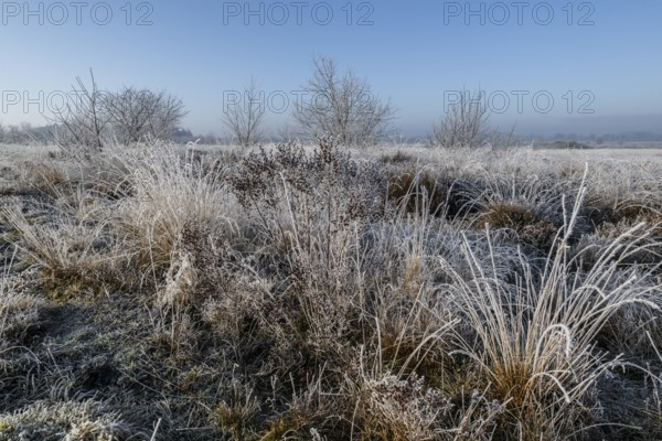 Moorland landscape in hoarfrost, Emsland, Lower Saxony, Germany, Europe