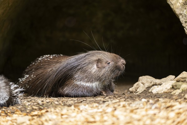 Old World porcupines (Hystrix cristata), Germany, Europe