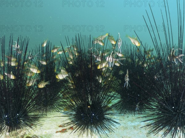A group of bannerfin cardinalfish (Ostorhinchus hoevenii) swimming between the long spines of diademed sea urchins (Diadema setosum), dive site Secret Bay, Gilimanuk, Bali, Indonesia, Asia