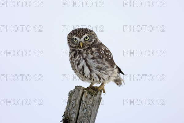 Pygmy Owl (Glaucidium passerinum), adult, in the snow, in winter, perch, alert, Bohemian Forest, Czech Republic, Europe