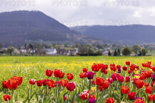 Tulip field for self-picking near Nabern on the Albtrauf of the Swabian Alb. Kirchheim unter Teck, Baden-Württemberg, Germany, Europe