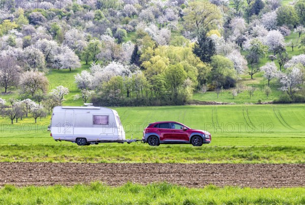 Car with caravan on the Albtrauf in the Lenninger Valley. Blossoming fruit trees in the orchards of the Swabian Alb. Owen, Baden-Württemberg, Germany, Europe