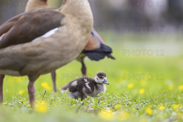 Chicks of the Nile Goose (Alopochen aegyptiaca) freshly hatched, park in spring with spring flowers. Baden-Württemberg, Germany, Europe