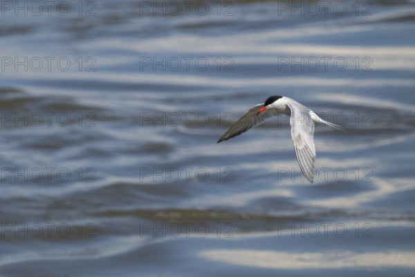 Arctic Arctic Tern (Sterna paradisea) in flight, Wadden Sea, North Frisia, Schleswig-Holstein, Germany, Europe