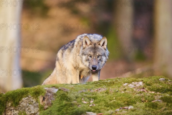 Close-up of a Eurasian wolf (Canis lupus lupus) in a forest in spring, Bavarian Forest National Park, Germany, Europe