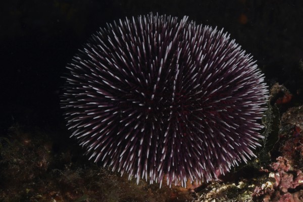 Sea urchin with dark texture, Sphaerechinus granularis (Sphaerechinus granularis), in mysterious underwater scene, dive site Cap de Creus Marine Reserve, Rosas, Costa Brava, Spain, Mediterranean Sea, Europe