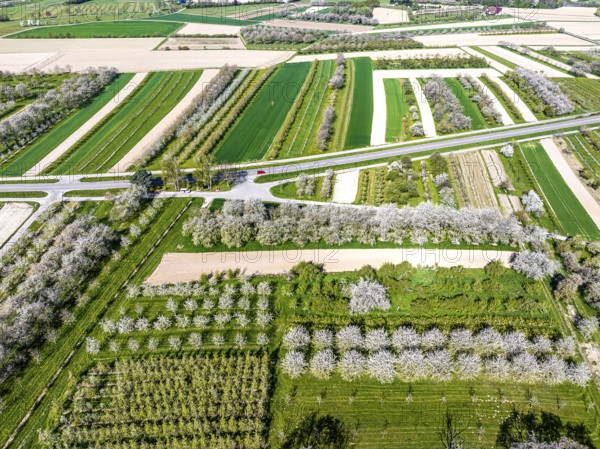 Spring near Sasbach in the Achertal in the Ortenau district. Orchards in bloom.Sasbach, Baden-Württemberg, Germany, Europe