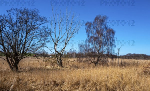 Landscape at Lake Neuensien on the island of Rügen, Mecklenburg-Western Pomerania, Germany, Europe