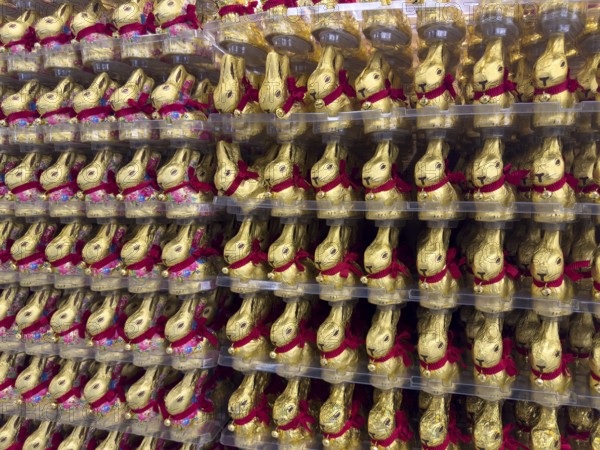 Display on shelf of retail wholesale of large number of chocolate Easter bunnies chocolate Easter bunnies chocolate Easter bunnies wrapped in golden gold-coloured staniol paper, Germany, Europe