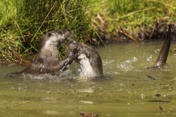 Two otters are engrossed in active play in the water, European otter (Lutra lutra), Germany, Europe