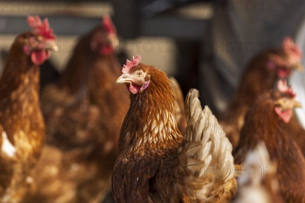 Brown chicken in front looking to the side, surrounded by several chickens, domestic chicken, Rhineland-Palatinate, Germany, Europe
