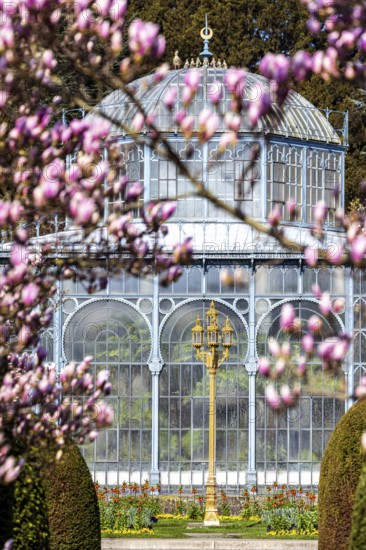 Tree blossom in spring. Magnolias (Magnolia) in bloom at the Wilhelma Zoological-Botanical Garden in Stuttgart. Historic greenhouse. Stuttgart, Baden-Württemberg, Germany, Europe