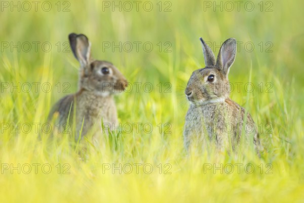 Wildkaninchen, Oryctolagus cuniculus European Rabbit, Oryctolagus cuniculus