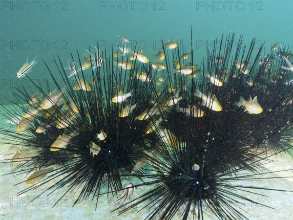 A group of small fish seeks shelter between the spines of large sea urchins, dive site Secret Bay, Gilimanuk, Bali, Indonesia, Asia