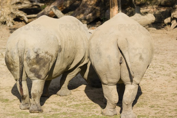 Two butts of white rhinoceros (Ceratotherium simum) in bright sunlight