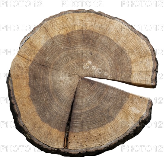 Cross section of pedunculate oak, English oak tree (Quercus robur) showing pattern of annual rings, tree rings, growth rings