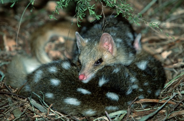 Eastern (Dasyurus viverrinus) Quolls, pair, resting, South Australia, Tuepfelbeutelmarder, Paar, ruhend, Suedaustralien, Tüpfelbeutelmarder