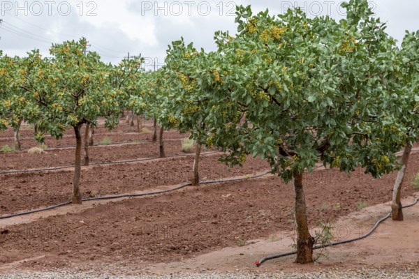 Alamogordo, New Mexico, Pistachios growing at McGinn's Pistachio Tree Ranch. As a desert plant, pistachios need much less water than pecans, which are also extensively grown in the New Mexico desert. The orchard is irrigated every few days by drip irrigation with the small black hoses