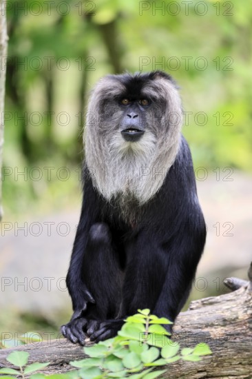 Bearded monkey (Macaca silenus), Wanderu, adult, sitting on tree trunk, alert, India, Asia