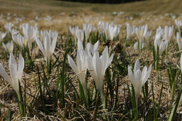 White crocuses on a dry meadow in spring, lily of the valley (Convallaria majalis), Bavaria