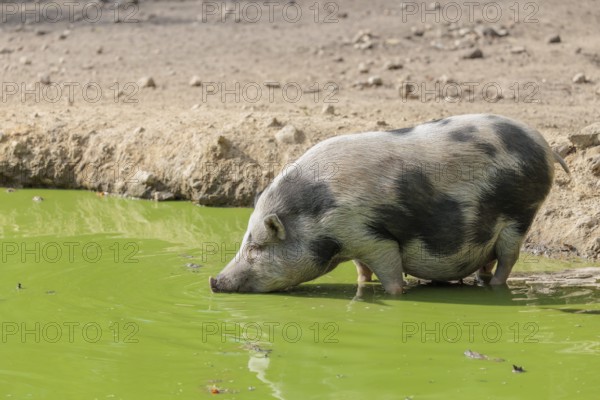A female Vietnamese pot-bellied pig, Sus scrofa f. domestica, stands in a pond with green water and drinks