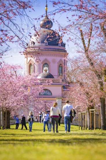 People walking through cherry blossom alley to the pink mosque on a sunny spring day, cherry blossom garden, Schwetzingen Palace, Germany, Europe