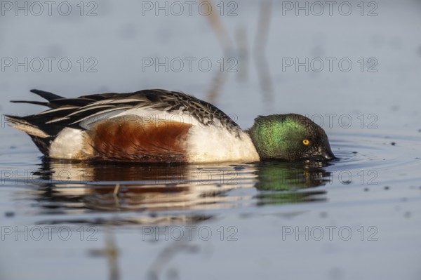 Shoveler (Spatula clypeata), Lower Saxony, Germany, Europe
