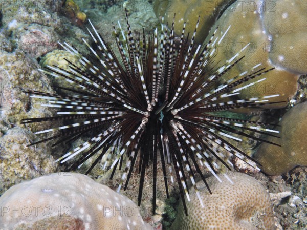 Arbacia lixula with long spines, banded sea urchin (Echinothrix calamaris), on coral reef, dive site Prapat, Penyapangan, Bali, Indonesia, Asia