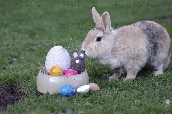 Rabbit (Oryctolagus cuniculus), Easter, Easter bunny, Easter nest, Easter egg, Garden, A rabbit sniffs the decoration of the Easter nest