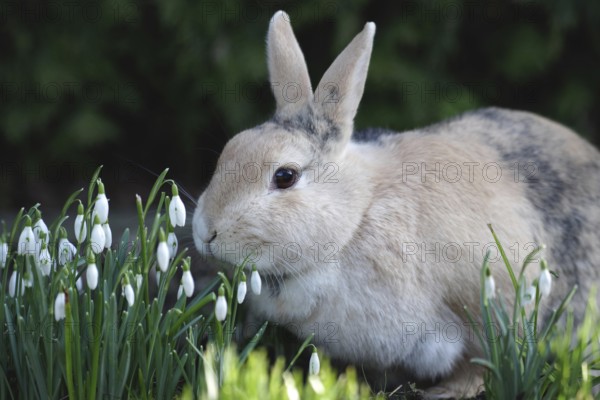 Rabbit (Oryctolagus cuniculus), Easter, snowdrops, Easter bunny, spring, portrait of a rabbit sitting next to a clump of blooming snowdrops