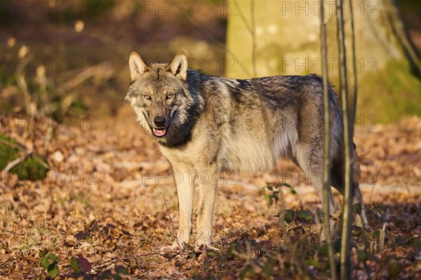 Close-up of a Eurasian wolf (Canis lupus lupus) in a forest in spring, Bavarian Forest National Park, Germany, Europe