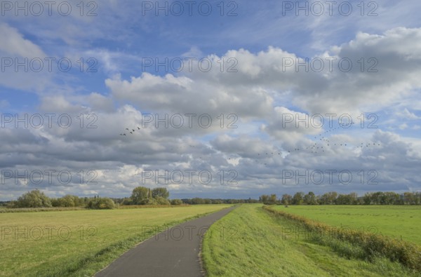 Havel cycle path, meadows, dyke, Havel floodplain north of Phöben, Brandenburg, Germany, Europe