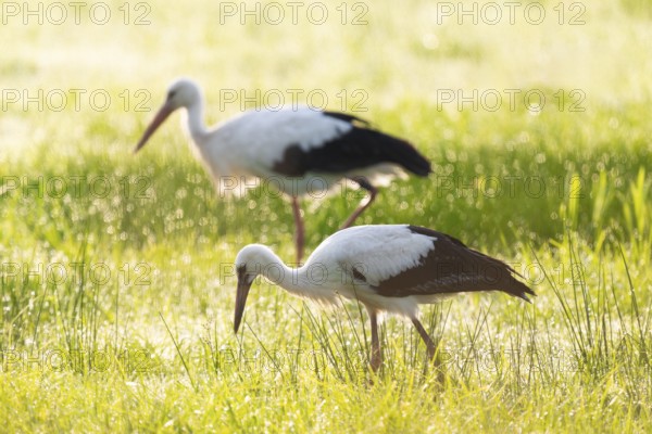 White storks (Ciconia ciconia) foraging in a meadow in the early morning, dew beads on the grass, Lower Saxony, Germany, Europe
