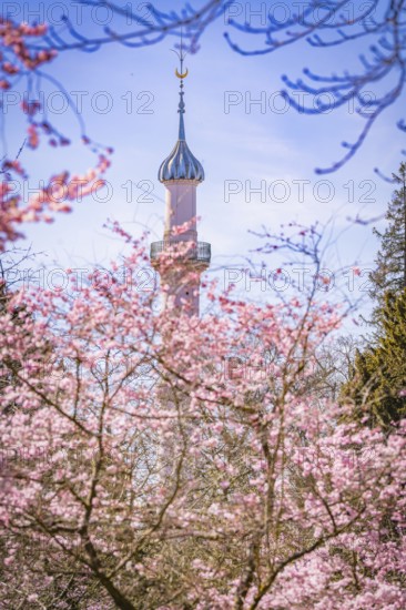 High minaret towers over blossoming cherry trees, blue sky, cherry blossom garden, Schwetzingen Palace, Germany, Europe