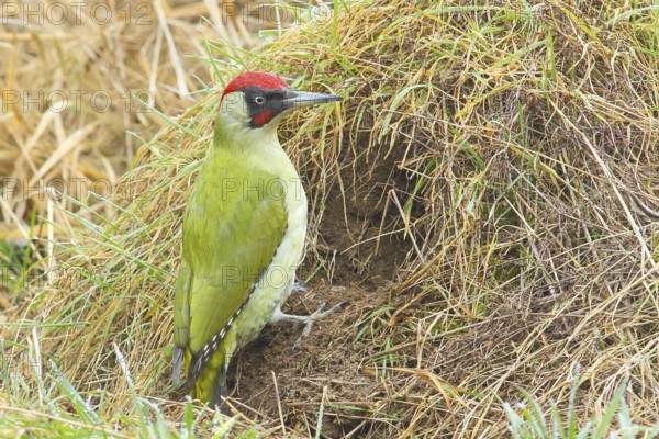 Green woodpecker (Picus viridis) male looking for ground-dwelling ants, Wildlife, Grasspecker, Pileated woodpecker, Woodpeckers, Animals, Birds, Nature photography, Siegerland, North Rhine-Westphalia, Germany, Europe