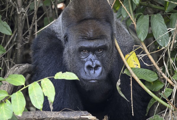 Western lowland gorilla (Gorilla gorilla gorilla), portrait, Réserve Lésio-Louna nature reserve, near Moembe, Plateau department, Republic of the Congo