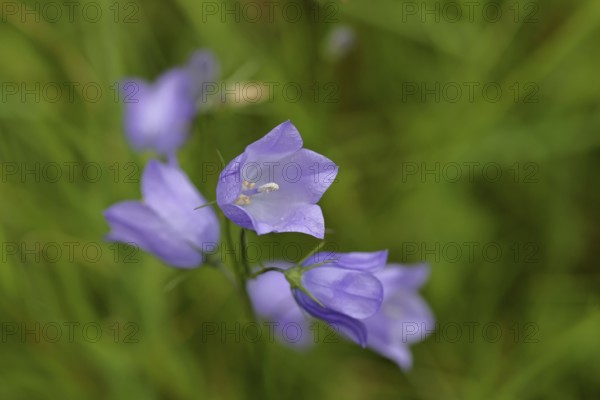 Meadow bellflower (Campanula patula), blue flower, on a nutrient-poor meadow, Wilnsdorf, North Rhine-Westphalia, Germany, Europe