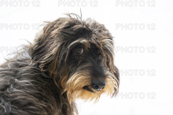 Rough-haired dachshund, female, animal portrait, background white, Stuttgart, Baden-Württemberg, Germany, Europe