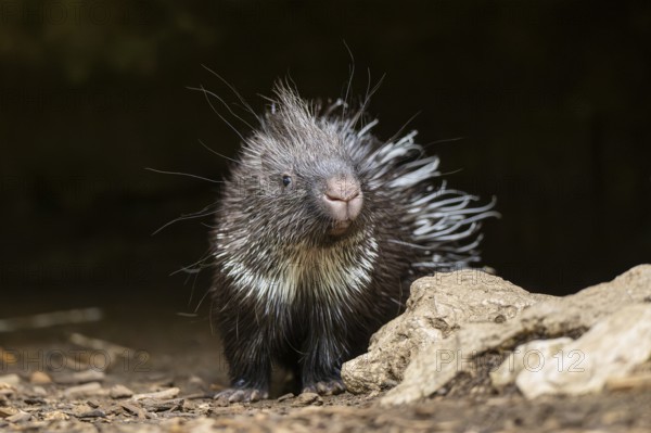 Old World porcupines (Hystrix cristata), youngster, Germany, Europe