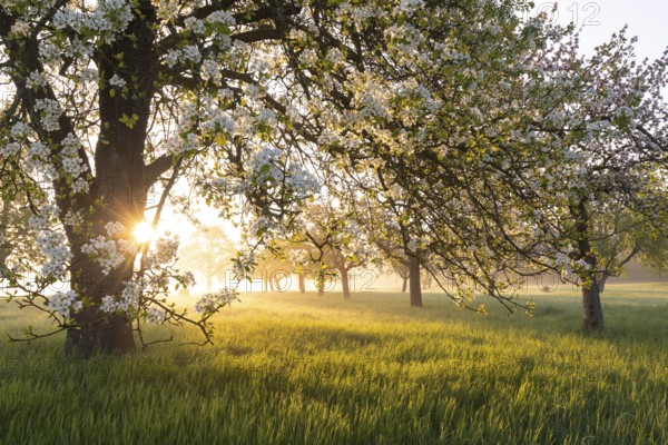 Fresh blossom, morning light, ground mist... simply magical! Foothills orchard meadow in bloom - apple tree avenue in the morning light with ground mist